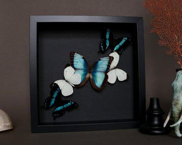 Vlinder Taxidermie volledige montage - Morpho peleides /