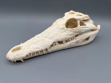 Nijlkrokodil Schedel van een reptiel - Crocodylus niloticus