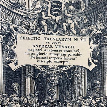 Andreas Vesalius - Selectio Tabularum No. XII ex opere De