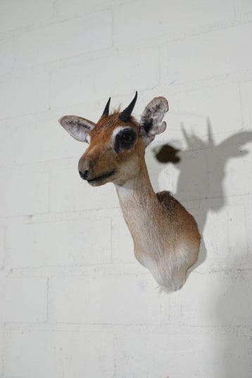 Dik-Dik Support mural pour taxidermie - Madoqua kirkii - 17