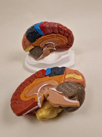 Anatomisch model - kunststof - 1980-1990 - Menselijke