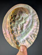 Prachtige abalone Zeeschelp - Haliotis discus (Zonder, Verzamelen, Nieuw