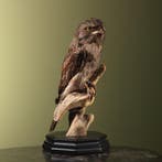 Uilnachtzwaluw Taxidermie Opgezette Dieren By Max, Verzamelen, Ophalen of Verzenden, Nieuw, Vogel, Opgezet dier
