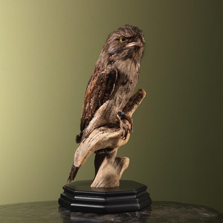 Uilnachtzwaluw Taxidermie Opgezette Dieren By Max, Verzamelen, Dierenverzamelingen, Opgezet dier, Nieuw, Vogel, Ophalen of Verzenden