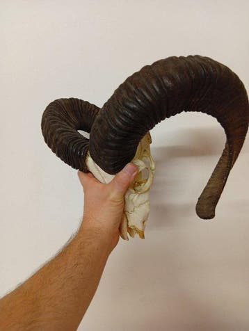 Mouflon Schedel met gewei - Muflone - 40 cm - 40 cm - 40 cm