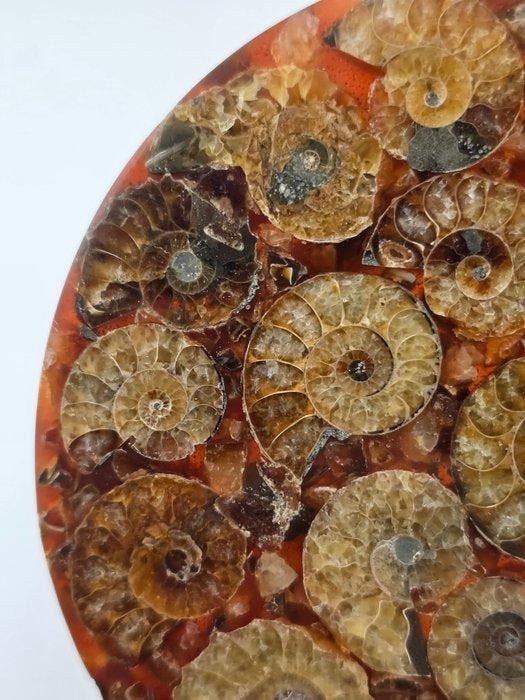 Ammoniet - Gefossiliseerd dier - Aioloceras (Cleoniceras), Collections, Minéraux & Fossiles