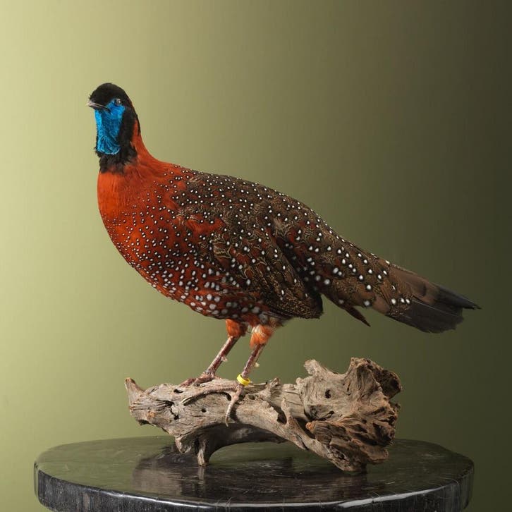 Satyr Tragopaan Taxidermie Opgezette Dieren By Max, Verzamelen, Dierenverzamelingen, Opgezet dier, Nieuw, Vogel, Ophalen of Verzenden