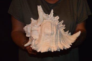 Zeeslak Zeeschelp - S-450 CHICOREUS RAMOSUS, Nieuw