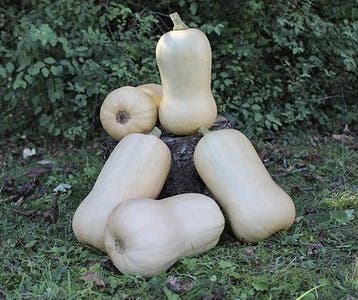 Waldo PMT F1 BIO Flespompoen Butternut 50 zaden, Nieuw