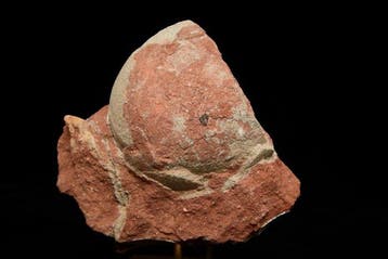 Dinosaurus - Gefossiliseerd ei - Hadrosaurus or