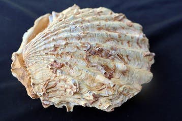 Gefossiliseerde schelp - Cténostreon - 12 cm - 11 cm