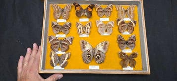Double-sided presentation of butterflies wood box - ex
