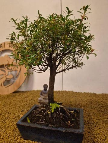 syzygium - Hoogte (boom): 20 cm - Diepte (boom): 25 cm -