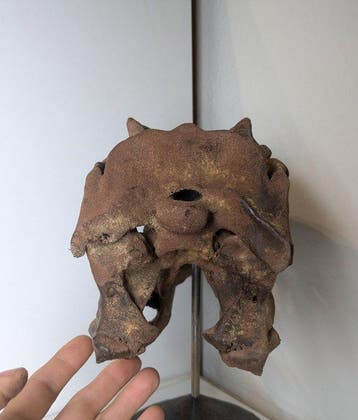 Fossiele schedel - Allosaurus - Museum-Grade Replica - 35 cm