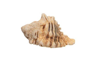 Spectaculaire reus uit de Indische Oceaan: Hexaplex
