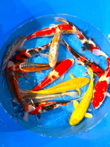 Hirasawa Marusei 30-37cm (Japanse Koi), Ophalen of Verzenden