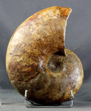Fijn nautiloïde - Schelp - Beide zijden - Gefossiliseerd