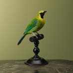 Blauwvleugelbladvogel Taxidermie Opgezette Dieren By Max, Ophalen of Verzenden, Nieuw, Vogel, Opgezet dier