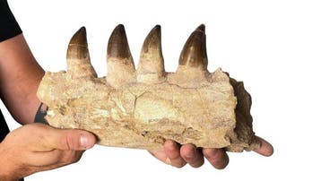Mosasaure - Mâchoire fossilisée - 16 cm - 7 cm