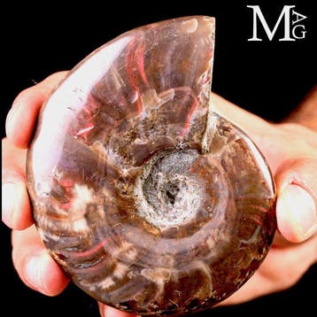 Rode opalescerende Cleoniceras-ammoniet uit de Krijtzeeën