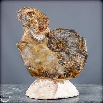 Ammoniet uit Marokko – Fossiele elegantie uit oeroude zeeën