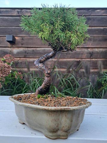 Spar bonsai (Picea) - Hoogte (boom): 20 cm - Diepte (boom):