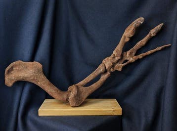 Réplique de musée - Griffe fossilisée - Allosaurus fragilis
