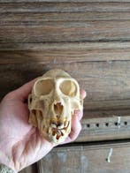 Aap Schedel van een zoogdier - Colobus satanas - 9 cm - 7 cm, Verzamelen, Dierenverzamelingen, Nieuw