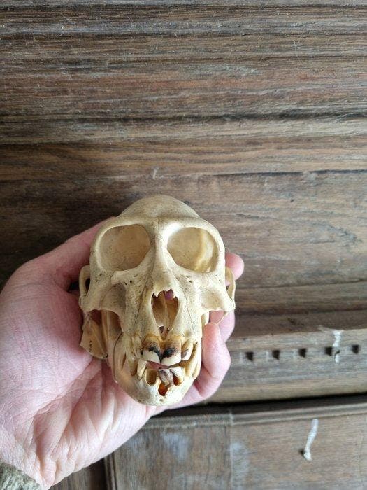 Aap Schedel van een zoogdier - Colobus satanas - 9 cm - 7 cm, Verzamelen, Dierenverzamelingen