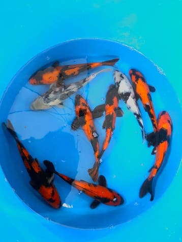 Hirasawa Marusei 27-32cm (Japanse Koi), Ophalen of Verzenden