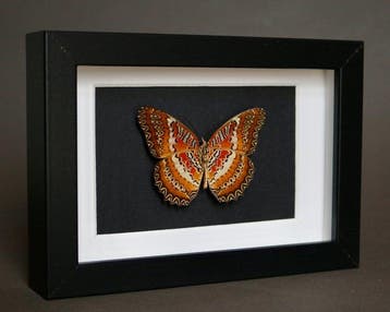 Vlinder Taxidermie volledige montage - Cethosia cyane - 10