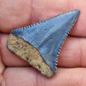Requin blanc - Dent fossile - carcharodon carcharias - 3.9