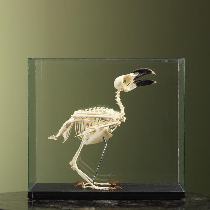 Witnekraaf Skelet Taxidermie Opgezette Dieren By Max, Collections, Collections Animaux, Enlèvement ou Envoi