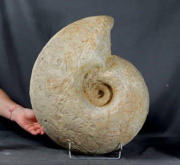 ENORME ammoniet - 43,8 kg !! - Gefossiliseerd dier -