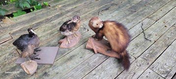 Bunzing Taxidermie volledige montage - Mustela Putorius - 0