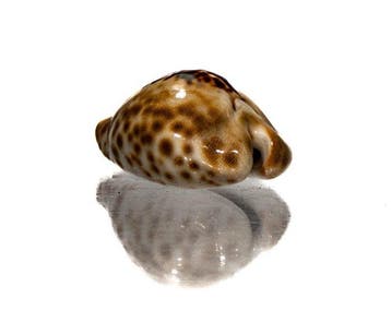 Barycypraea teulerei (49mm) - GIGANTISCHE MAAT -, Nieuw