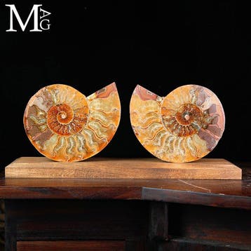 Elegantie uit de prehistorie: Cleoniceras Sezionata —