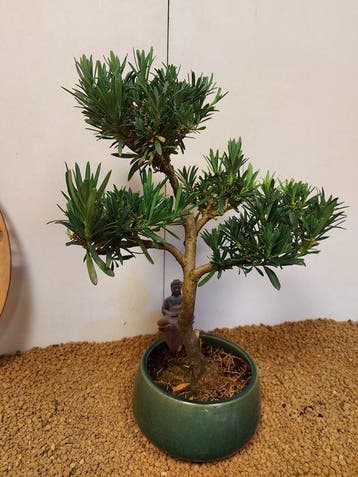 Bonsaï Pin des Bouddhistes (Podocarpus macrophyllus) -
