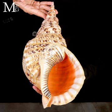 Charonia Tritonis – Grote Triton uit Madagaskar Giant, Verzamelen, Nieuw