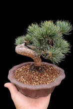 Den bonsai (Pinus) - Hoogte (boom): 18 cm - Diepte (boom):