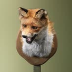 Vos Taxidermie Opgezette Dieren By Max, Verzamelen, Ophalen of Verzenden, Nieuw, Wild dier, Opgezet dier