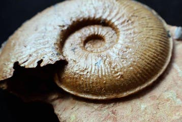 Ammonite sur cocle - Coquillage fossilisé - Planammatoceras