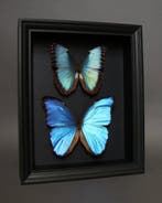 Papillon Support de corps entier pour taxidermie - Morpho