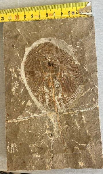 Vis - Fossiele plaatmatrix - Cyclobatis - 19 cm