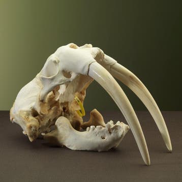 Walrus Schedel Taxidermie Opgezette Dieren By Max, Ophalen of Verzenden, Nieuw, Wild dier, Opgezet dier