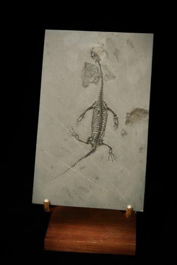 Reptile marin - Animal fossilisé - Keichousaurus sp. - 21 cm