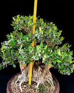 Olijf bonsai (Olea europaea) - Hoogte (boom): 50 cm - Diepte