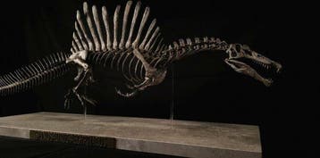 Fossiel skelet - Spinosaurus Aegyptiacus Full Skeleton