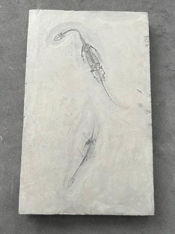Reptile marin - Animal fossilisé - Fossil de Keichousaurus -