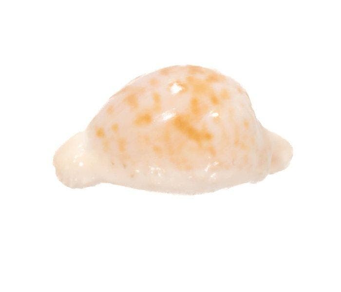 TOP uitstekend exemplaar met gegevensblad Taxidermie, Collections, Collections Animaux